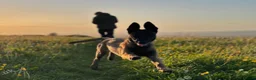 Belgian Shepherd Dog dogs for sale: Shadow to find the best home only - Advert 3