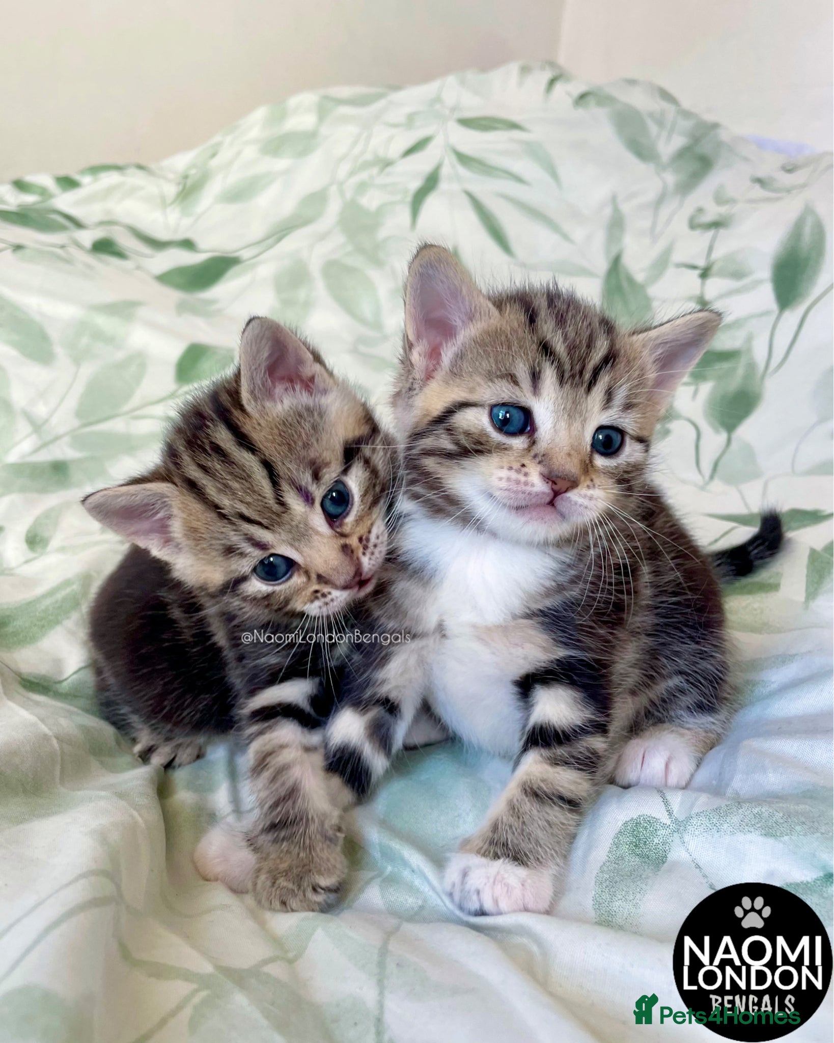 Bengal cats 💙🩵 BENGAL KITTENS 🩵💙 2 AVAILABLE! 🔥🔥 - Advert 2