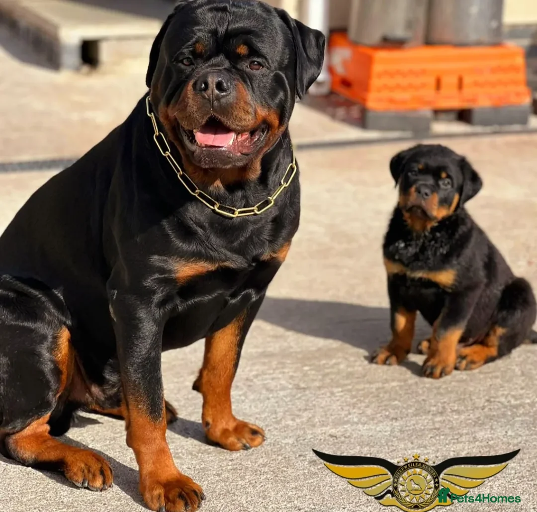 Rottweiler dogs for stud: Rottweiler import Stud (BIG DADDY BRUNO) in Liverpool - Advert 13