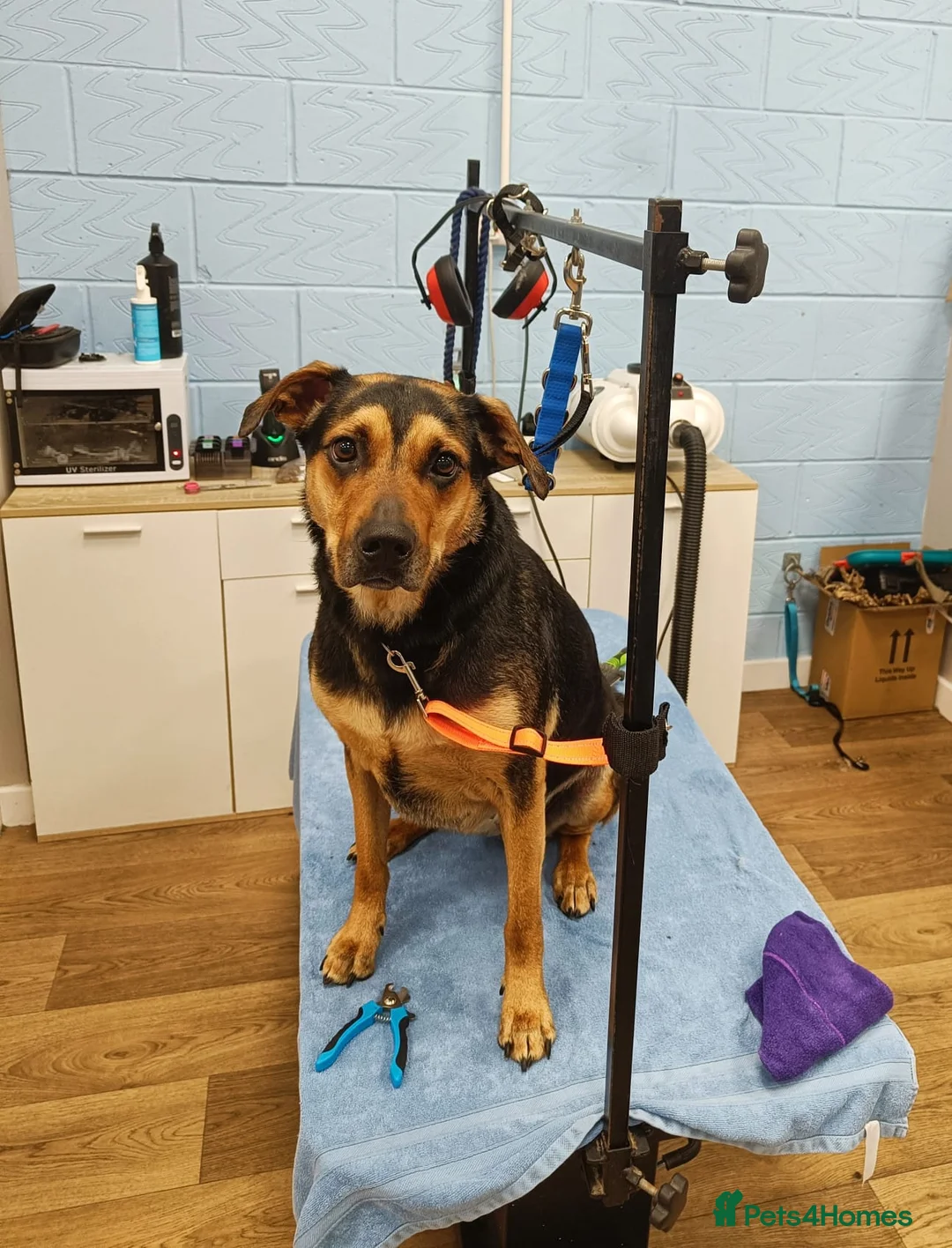 Huntaway dogs for sale: 5 Year old Huntaway  - Advert 2