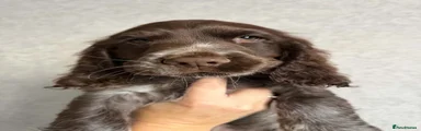 Sprocker 1