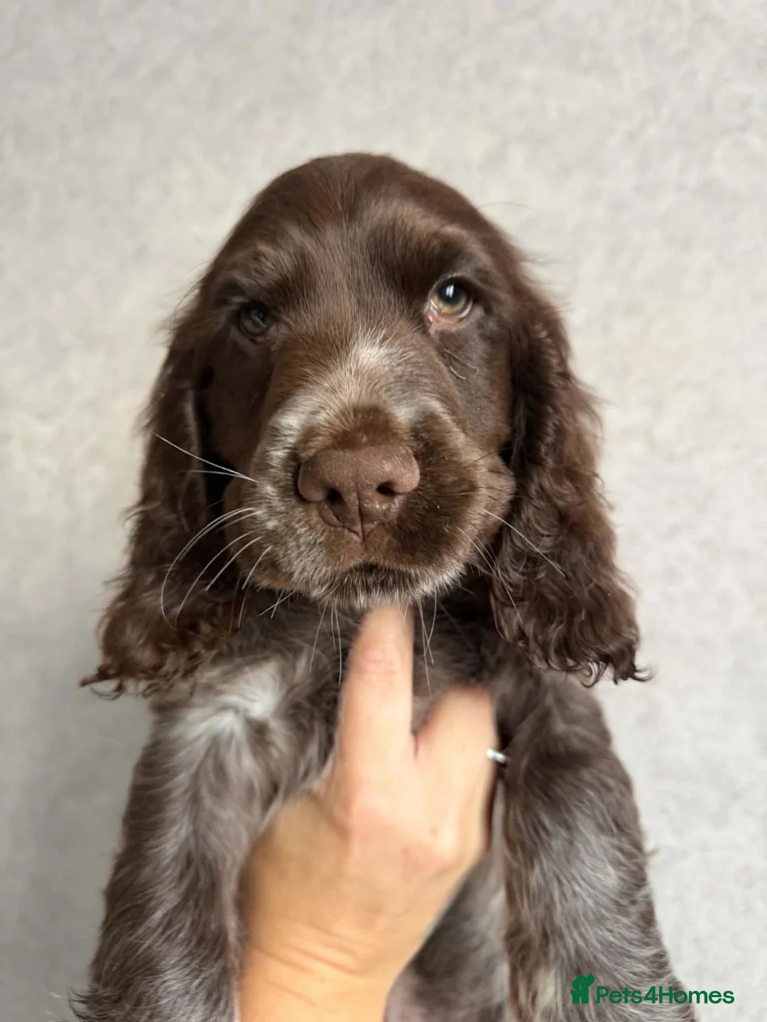 Sprocker dogs for sale: Male sprocker spaniel  - Advert 1