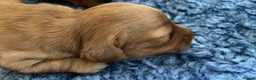 Miniature Dachshund dogs for sale: Brothers & sisters  to Crufts Best Puppy Dog 2025 in Hereford - Advert 4