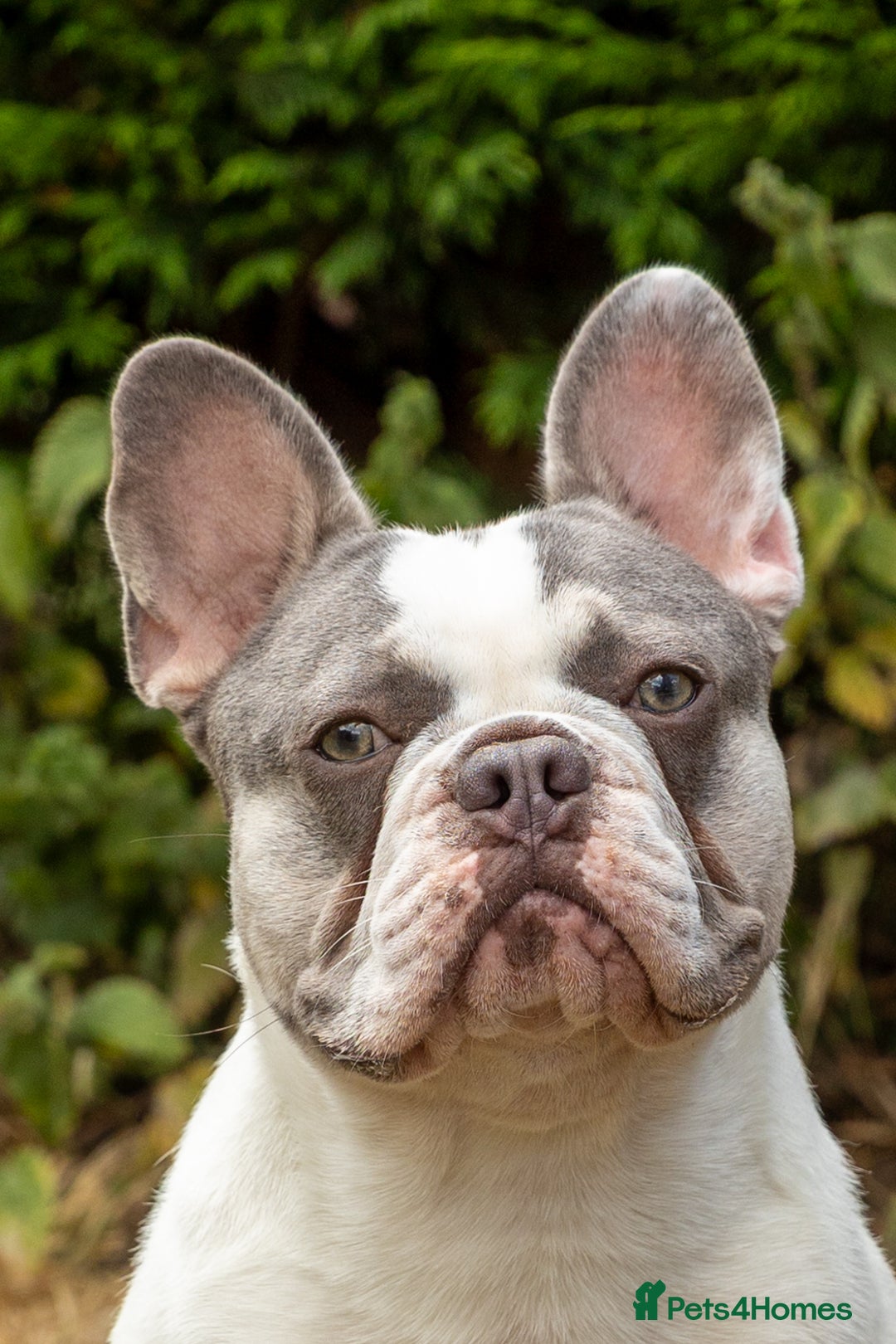 French Bulldog dogs for stud: Jasper available for stud - Advert 2
