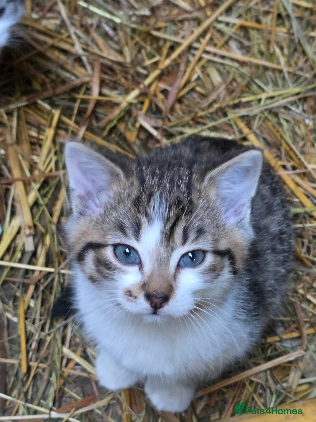 Mixed Breed cats for sale: Beautiful boy farm kittens for sale - Advert 2