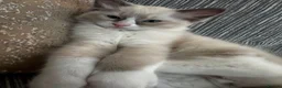 Ragdoll cats for sale: Beautiful pure Ragdolls Female and Male - Advert 9