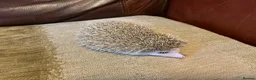 Pygmy Hedgehog rodents for sale: Pygmy Hedghogs mixed colours  - Advert 3