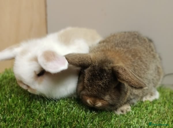 Mini Lop rabbits Vaccinated wellhandled Mini Lop-please read advert - Advert 1