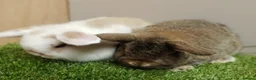 Mini Lop rabbits for sale: Vaccinated wellhandled Mini Lop-please read advert - Advert 1