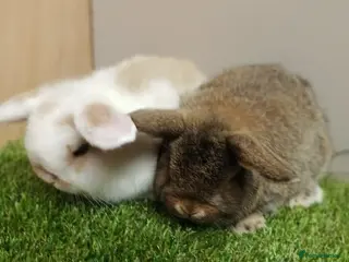 Mini Lop rabbits Vaccinated wellhandled Mini Lop-please read advert - Advert 19