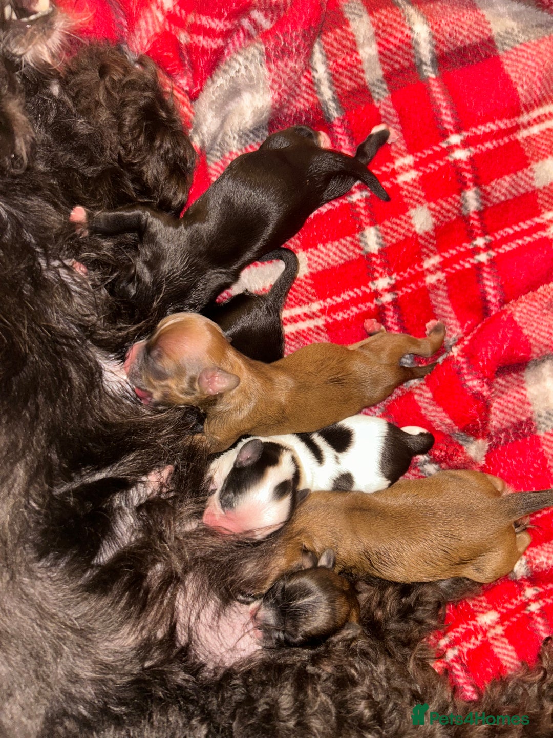 Shihpoo dogs for sale: Gorgeous Shihpoos for sale  - Advert 18