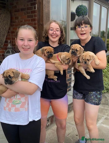 Mixed Breed dogs - Advert 4