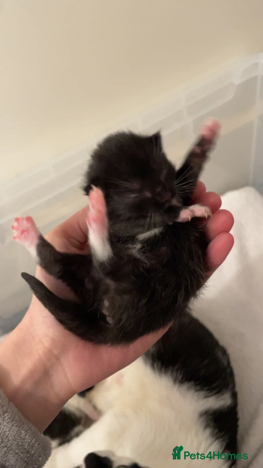 Mixed Breed cats for sale: 1 tuxedo girl,1 black and white girl, 1 tuxedo boy - Advert 4