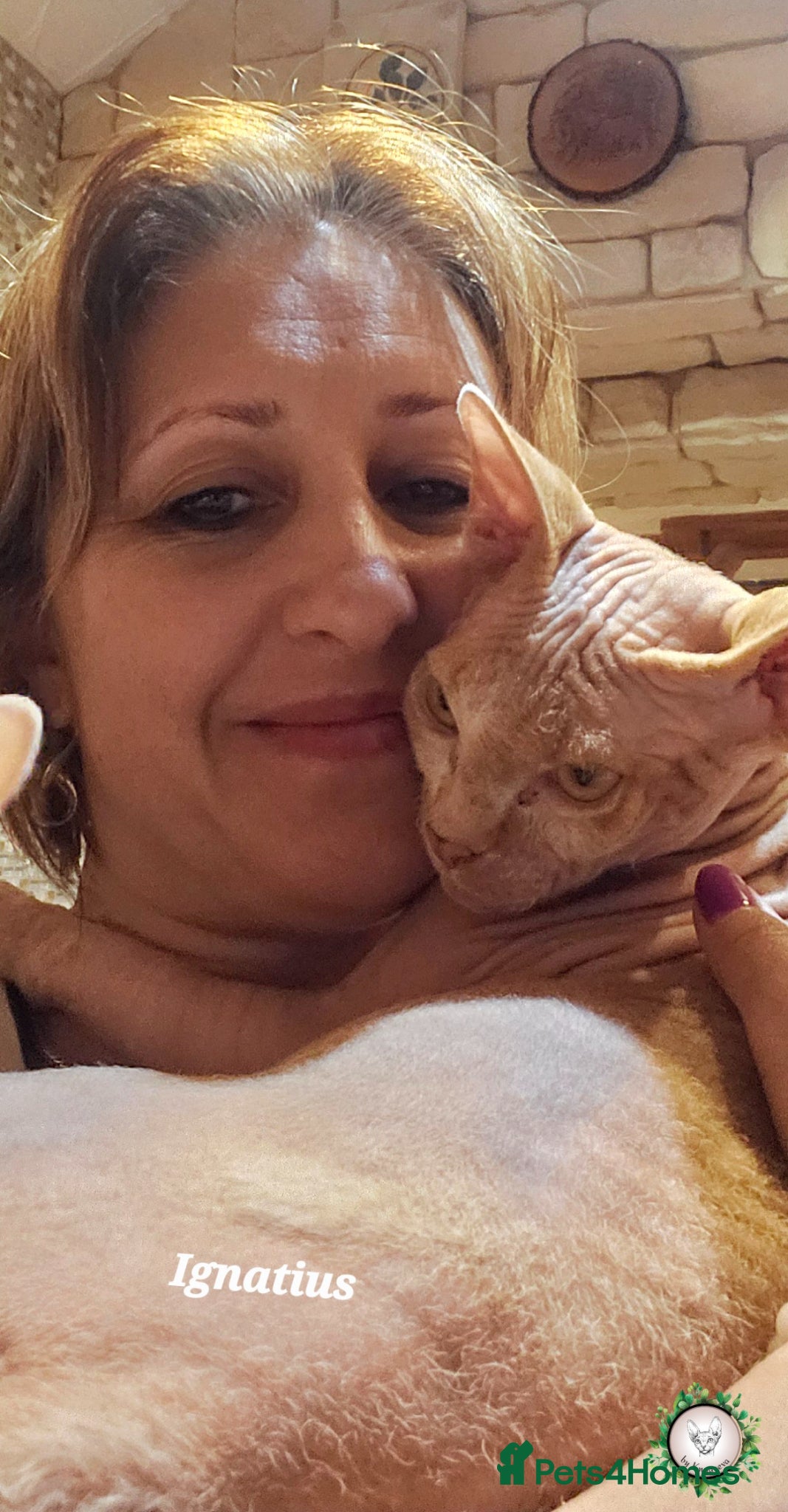 Sphynx cats Adorable Canadian Sphynx Champion father line.  - Advert 15