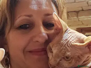 Sphynx cats Adorable Canadian Sphynx Champion father line. - Advert 15