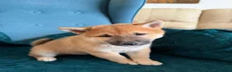 Japanese Shiba Inu dogs for sale: Last Lovely Shiba Inu Puppy, Ready for home now! - Advert 6
