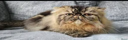 Persian cats for sale: CH Teddy Persian - Amazing cat - Advert 9