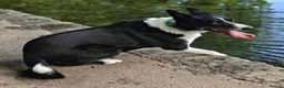Border Collie dogs for adoption: Meet Max, looking for a new family or foster home - Advert 8