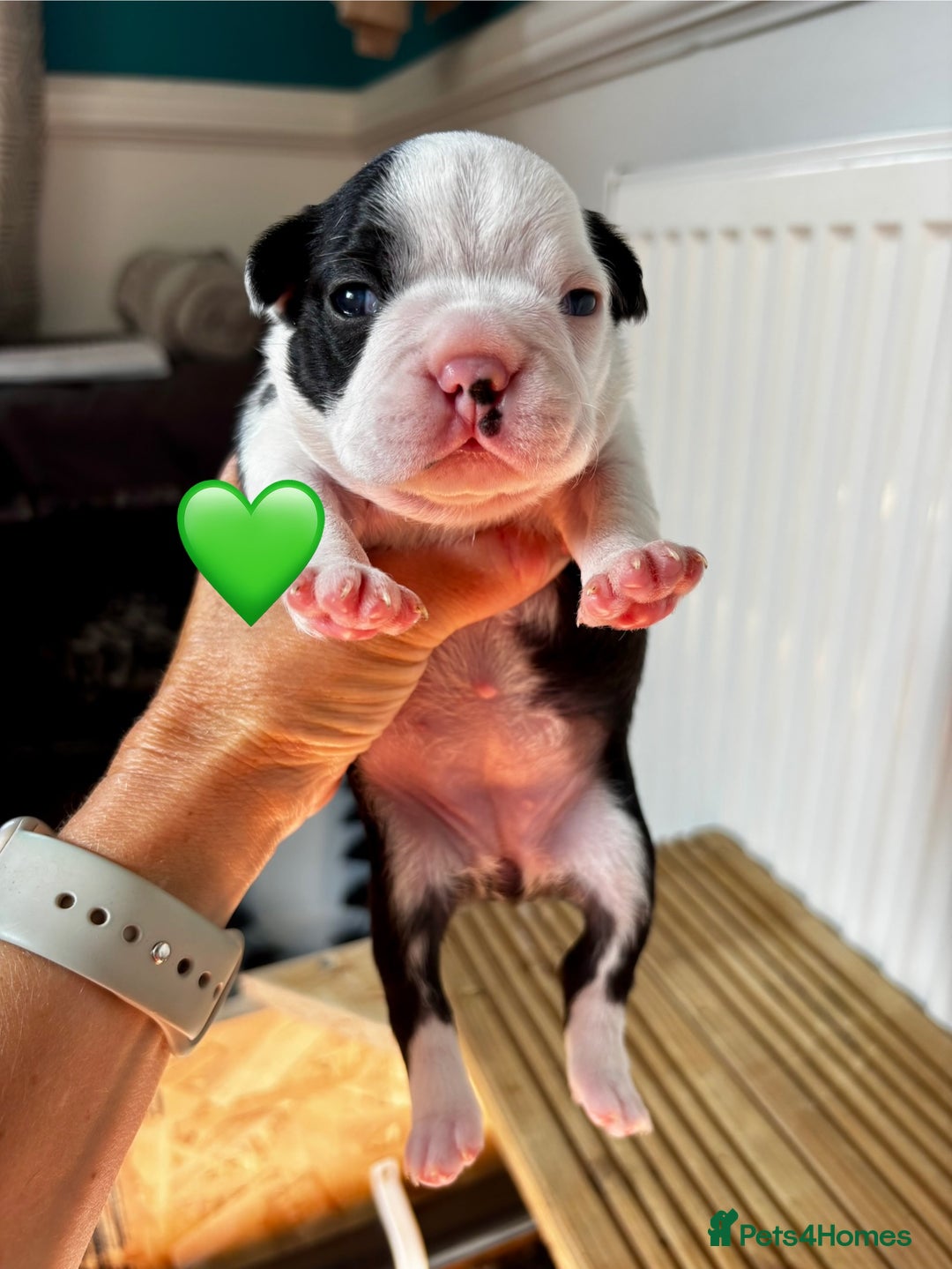 Boston Terrier dogs for sale: Beautiful Boston Terrier Puppies  - Image 10