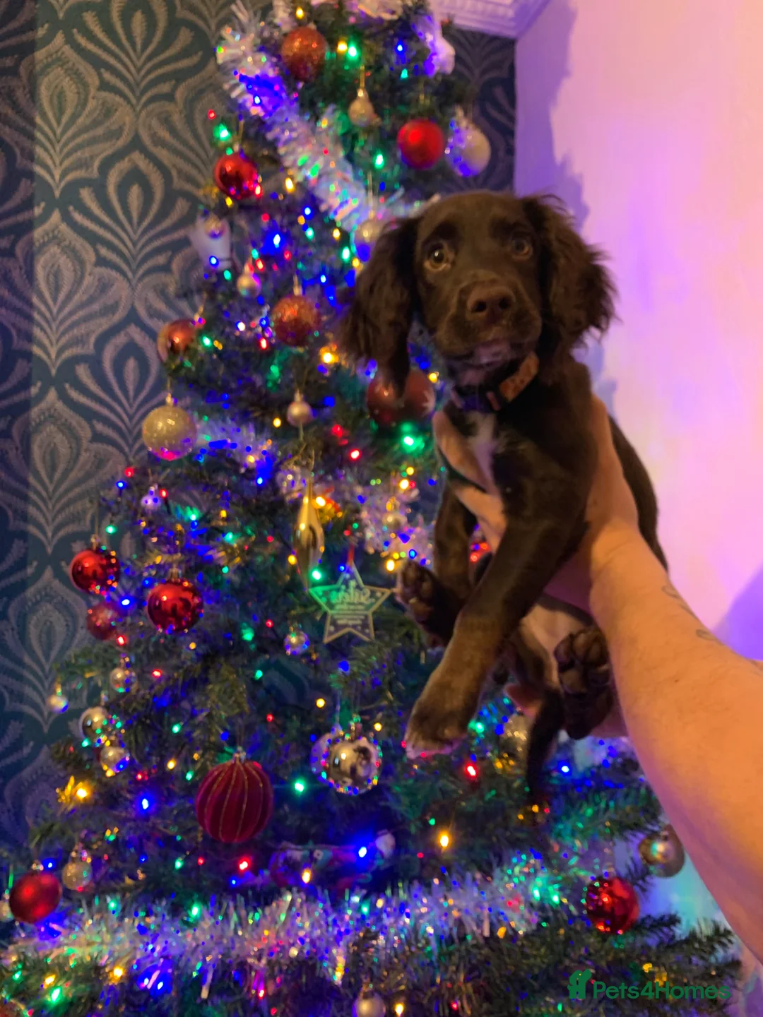 Cocker Spaniel dogs for sale: Female cocker spaniel puppy in Romney Marsh - Advert 2