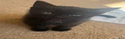 Domestic Shorthair cats for sale: 2 male black kittens for sale  - Advert 4
