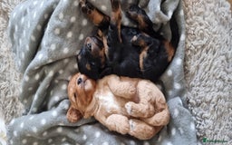 Cavapoo dogs for sale: Stunning f1 toy cavapoo girls - Image 4