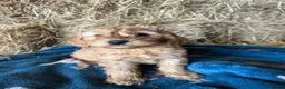Cockapoo dogs for sale: Beautiful cockapoo puppies - Advert 10