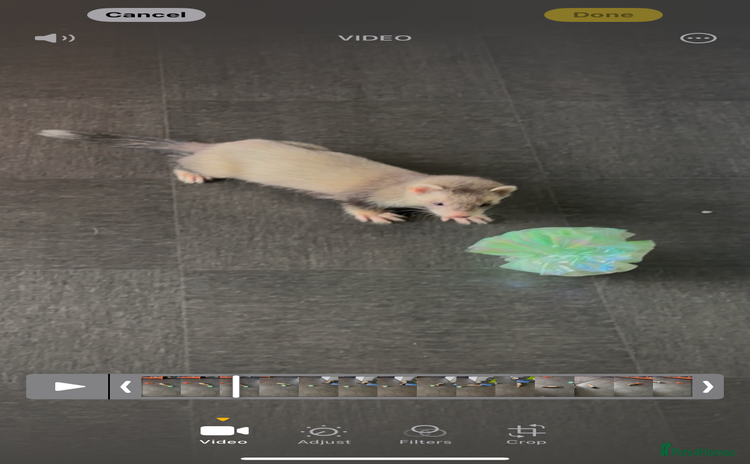 Ferret rodents - Advert 10