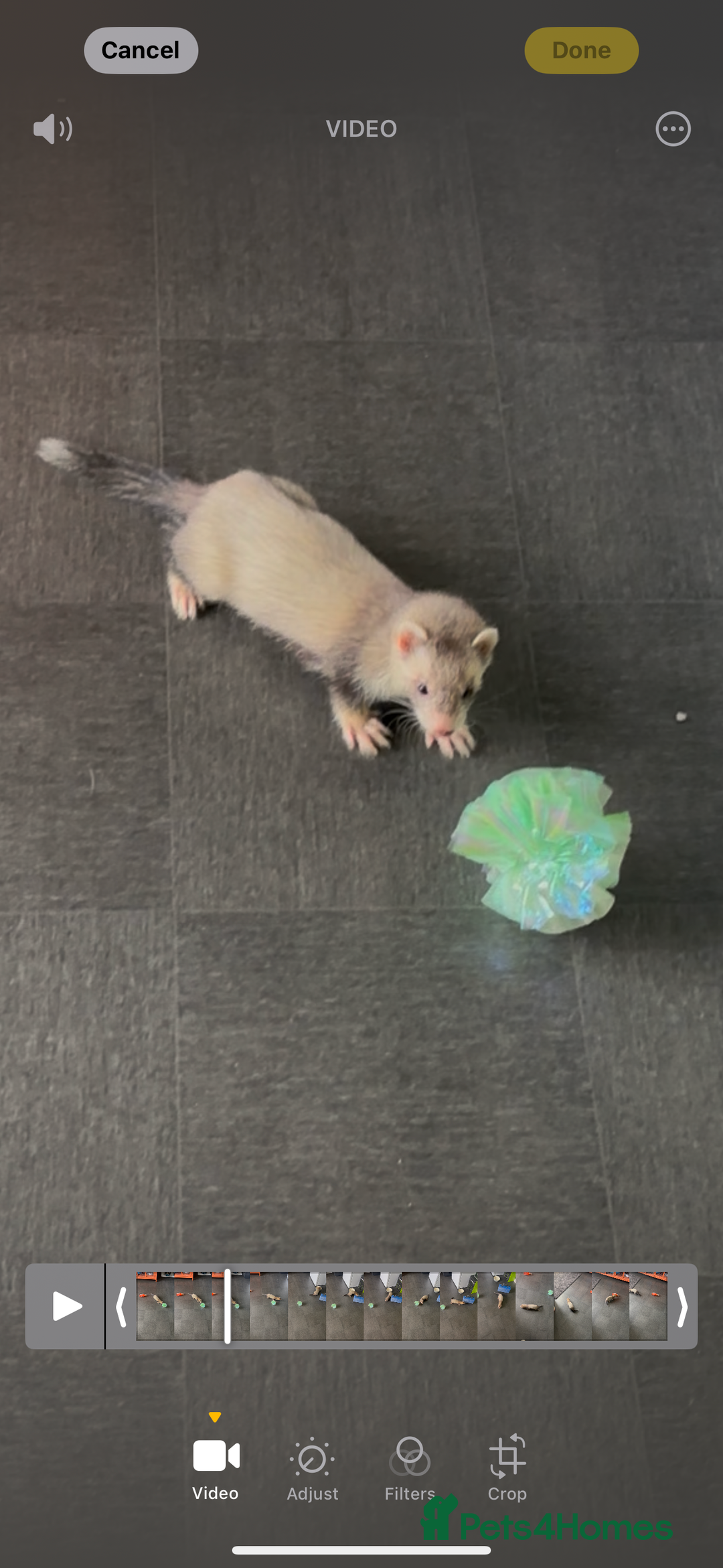 Ferret rodents for sale: Half Micro Silver Roan ferret - Image 2