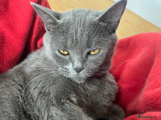 Mixed Breed cats - Advert 9