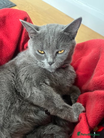 Mixed Breed cats - Advert 1