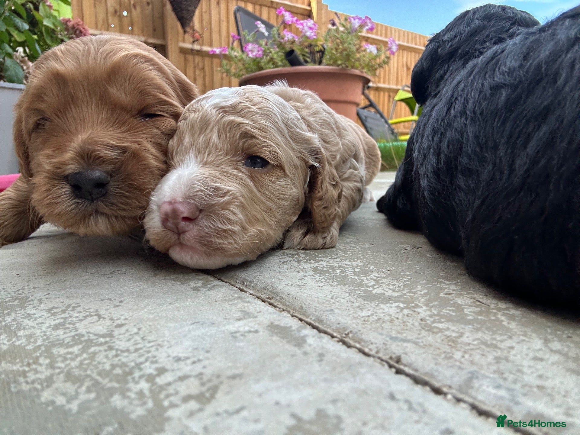 Cockapoo dogs Beautiful Cockapoo puppies (3 LEFT)  - Advert 2