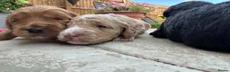 Cockapoo dogs for sale: Beautiful Cockapoo puppies (3 LEFT)  - Advert 4