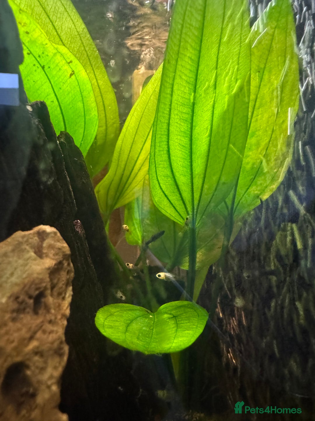 Mollies fish for sale: Guppies & Mollies - Advert 3