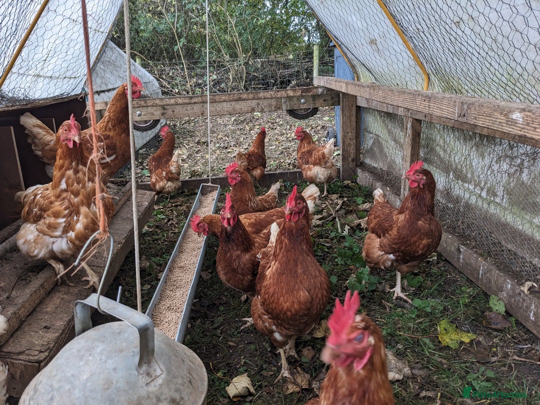 Chickens poultry for sale: Hybrid Laying hens Lohman Browns - Advert 8