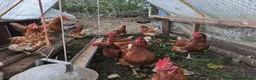 Chickens poultry for sale: Hybrid Laying hens Lohman Browns - Advert 8