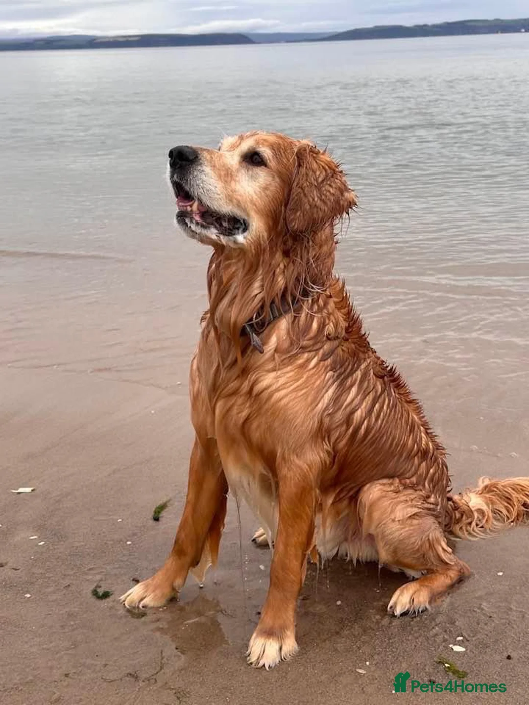 Golden Retriever dogs for stud: Proven KC Golden Retriever for stud  - Advert 1