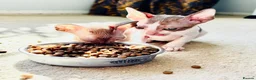 Cornish Rex cats for sale: Lovely Cornish Rex gils looking new parents  - Advert 6