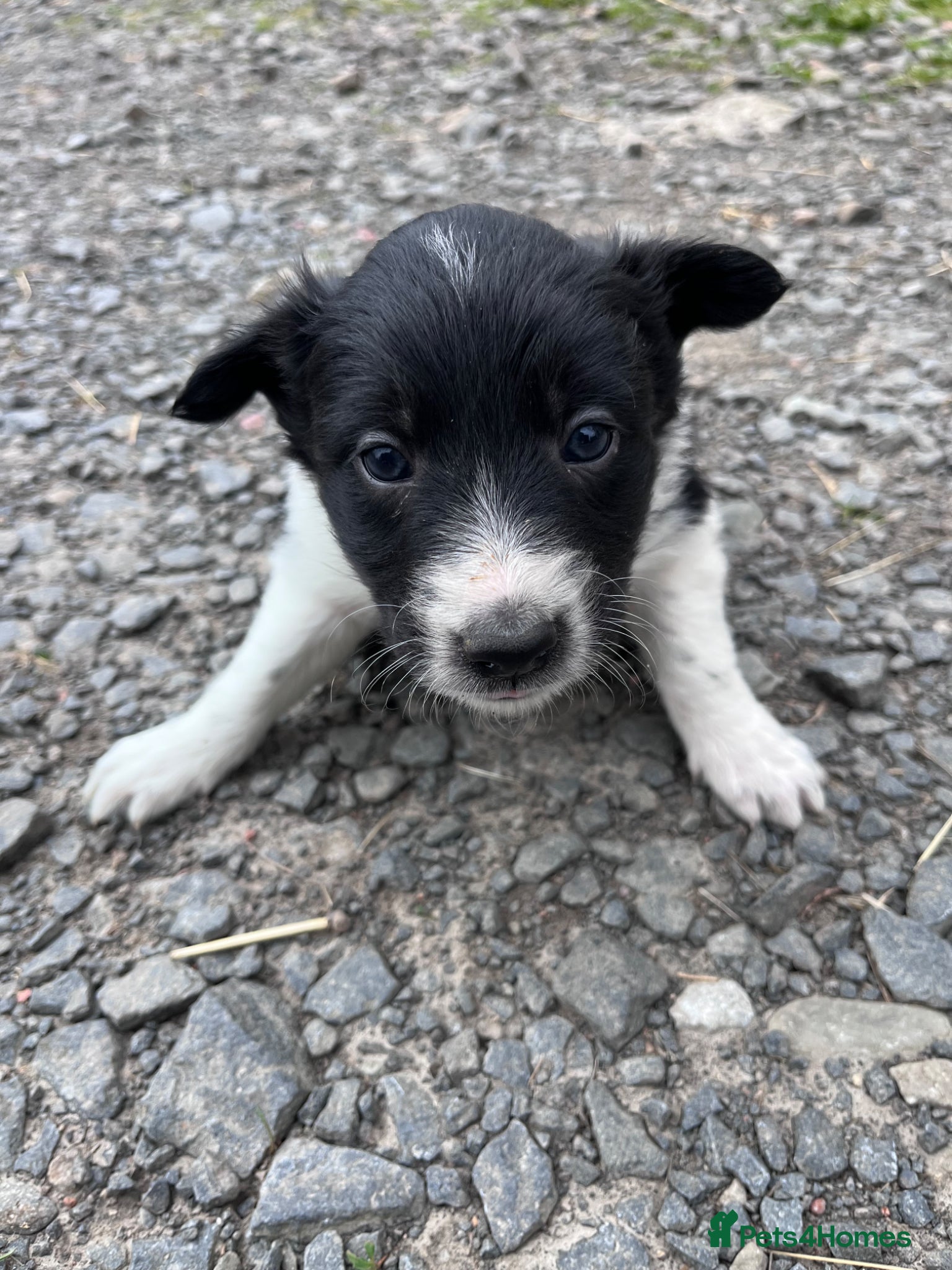 Border Collie dogs for sale: Working border collie pups  - Advert 1