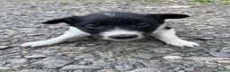 Border Collie dogs for sale: Working border collie pups  - Advert 1