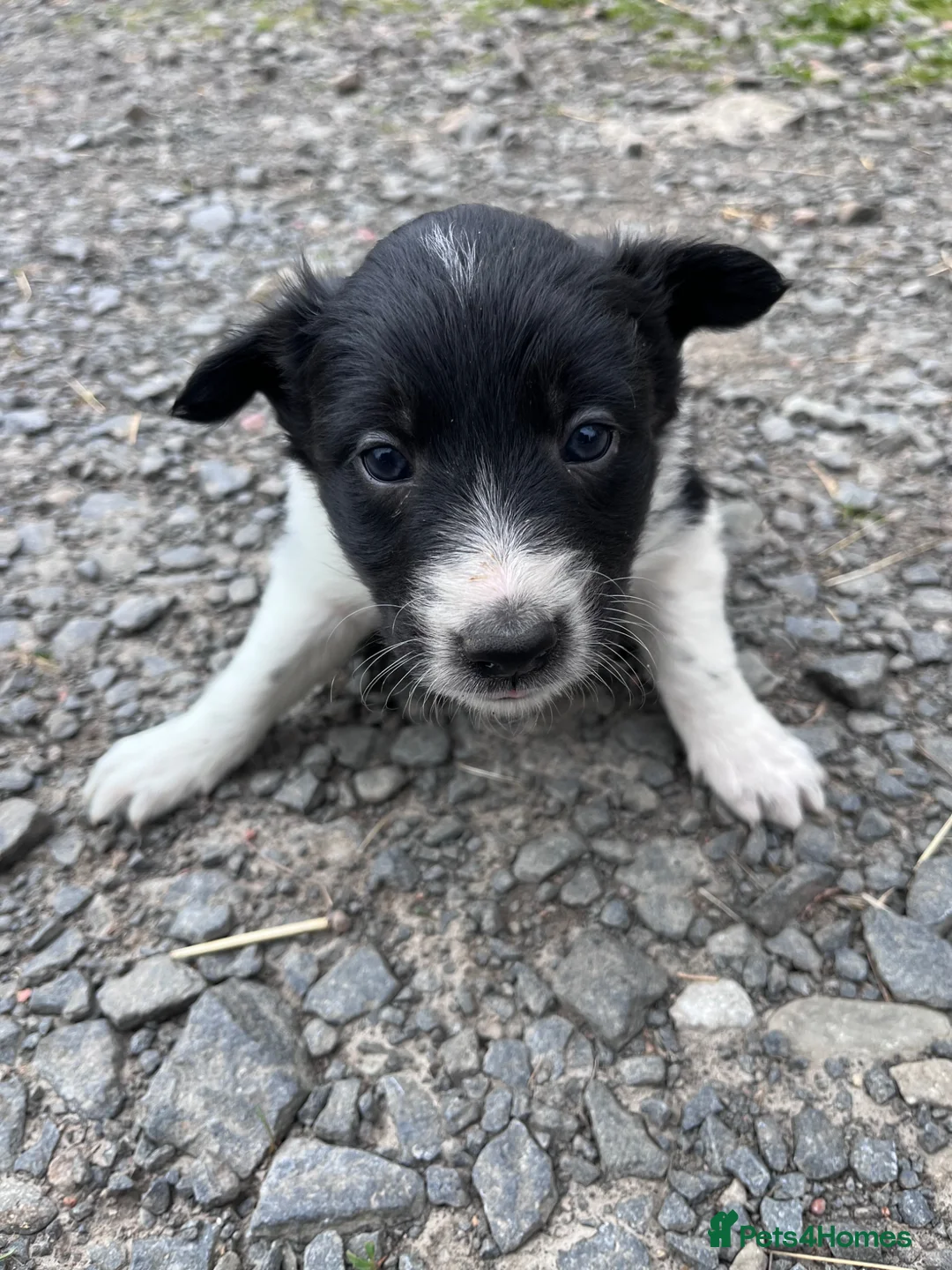 Border Collie dogs for sale: Working border collie pups  - Advert 1