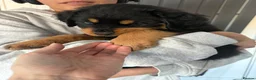 Rottweiler dogs for sale: 3 gorgeous Rottweiler pups  - Advert 4