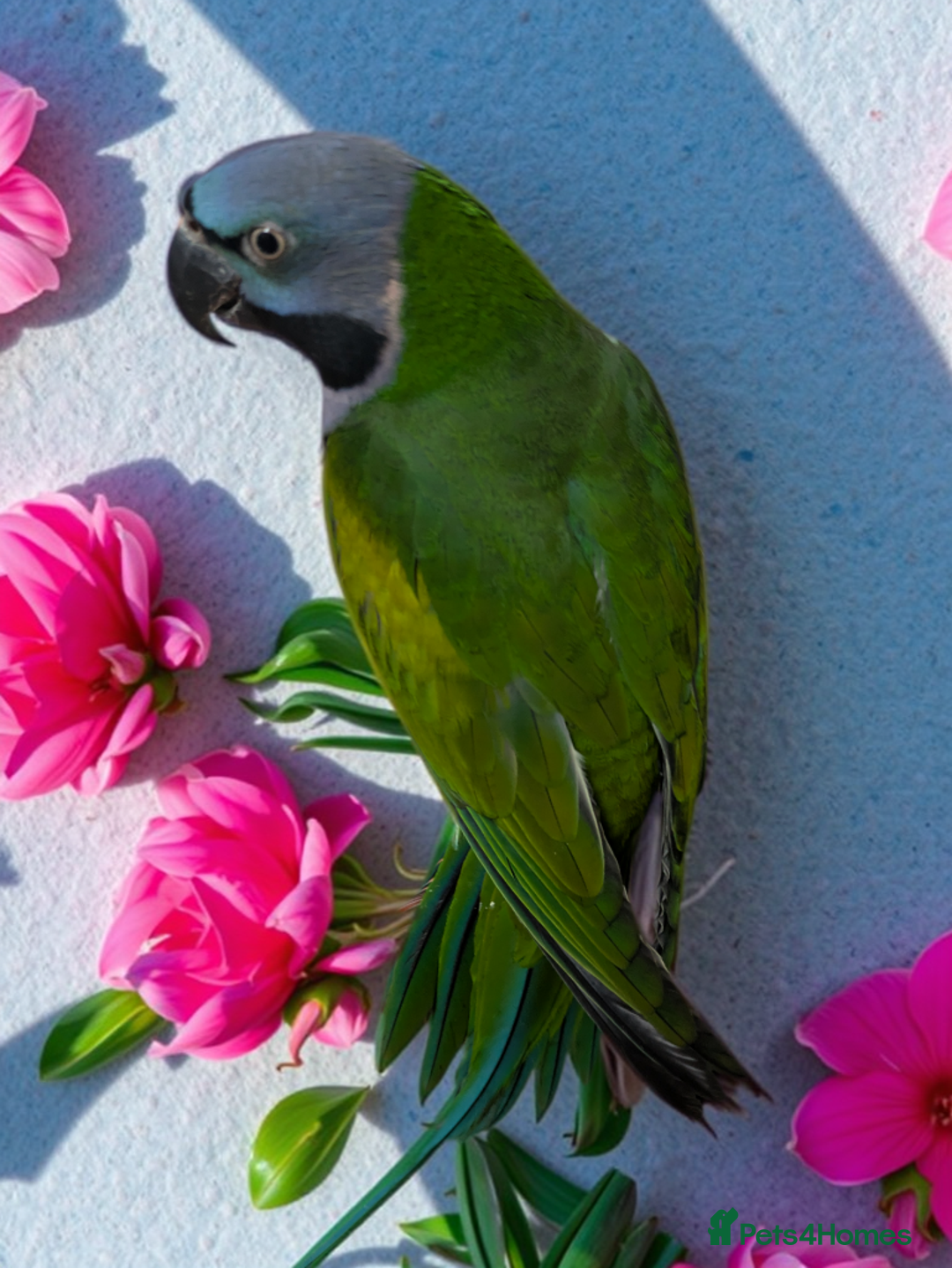 Parakeets birds for sale: Chinese Parakeet Derbyan Parakeet friendly - Advert 17