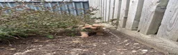 Goldador dogs for sale: Beautiful dark goldador puppies last few left 😍 - Advert 2