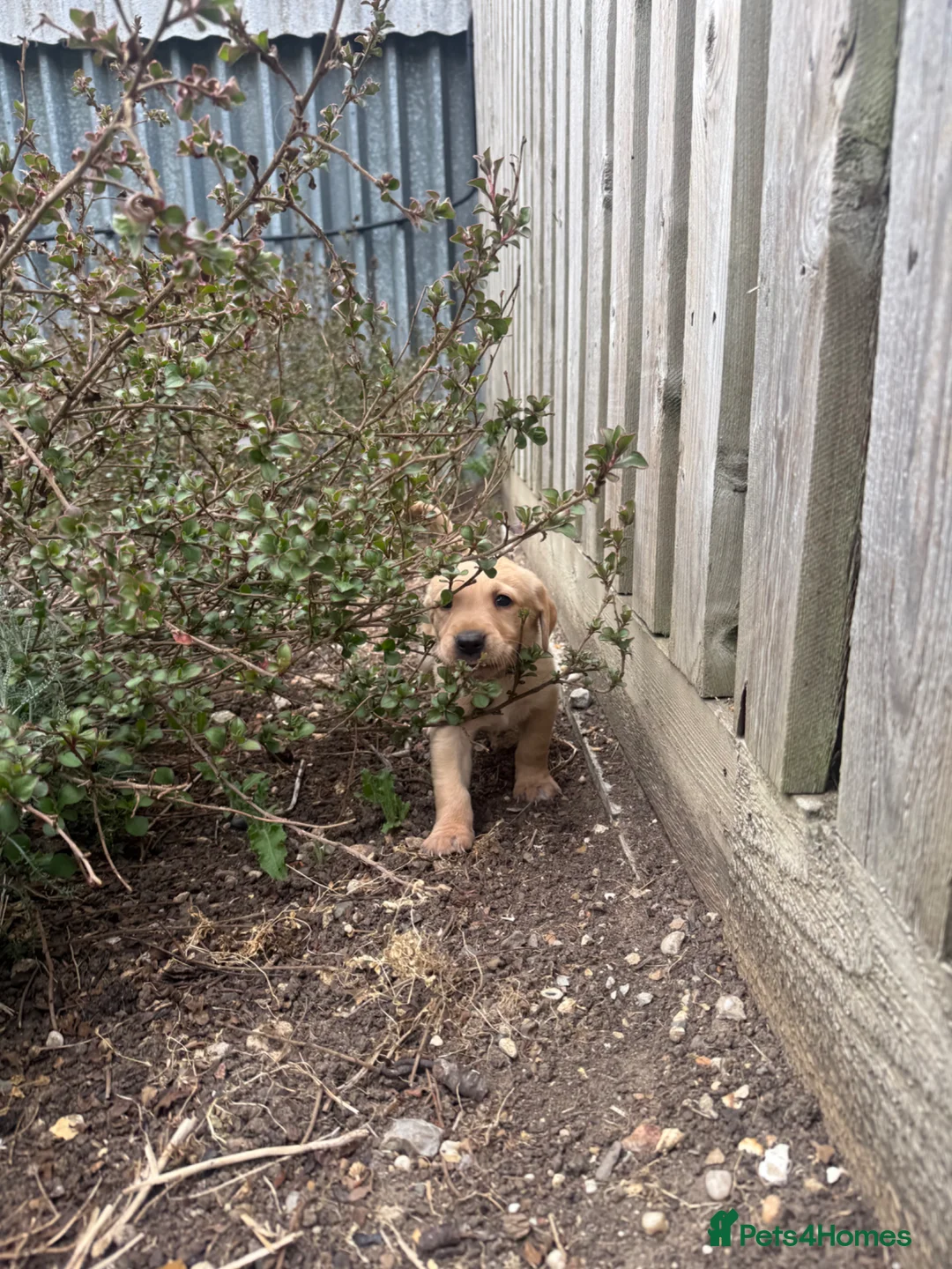 Goldador dogs for sale: Beautiful dark goldador puppies last few left 😍 - Advert 2