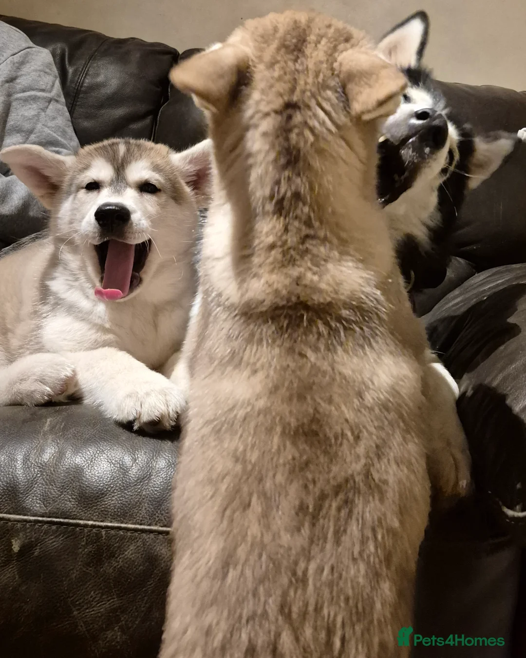 Alaskan Malamute dogs for sale: Alaskan Malamute x Siberian Husky Fluffy Puppy - Advert 2