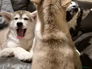 Alaskan Malamute dogs Perfect owner sought for my Perky Porky Fluff Pup - Advert 2