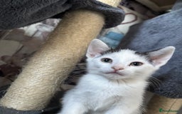 Mixed Breed cats for sale: Beautiful loving kittens  - Image 2
