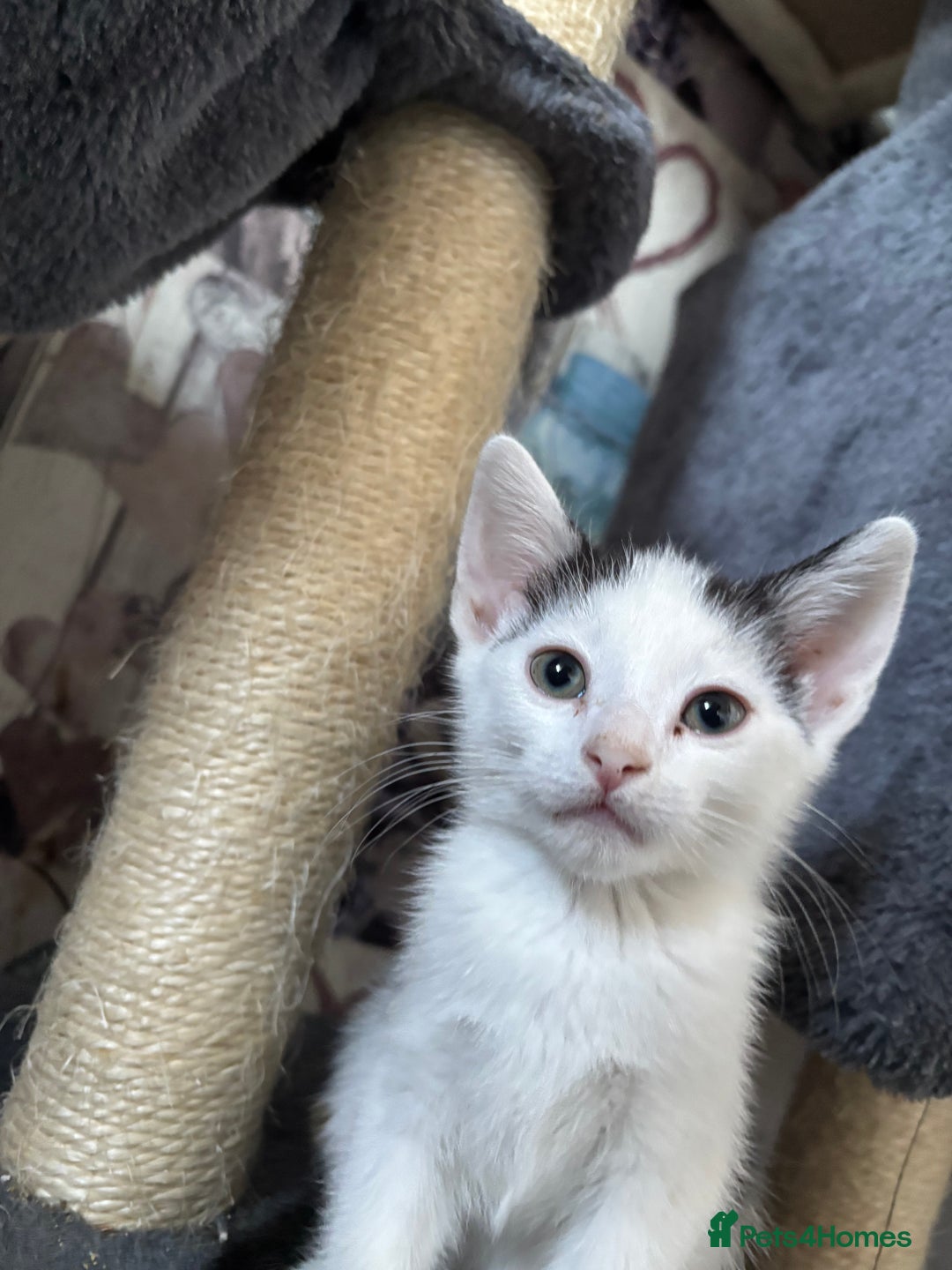 Mixed Breed cats for sale: Beautiful loving kittens  - Image 2