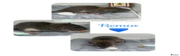 Rat rodents for sale: Baby Dumbo Rats  - Advert 15